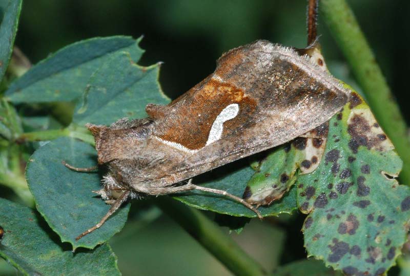 Macdunnoughia confusa